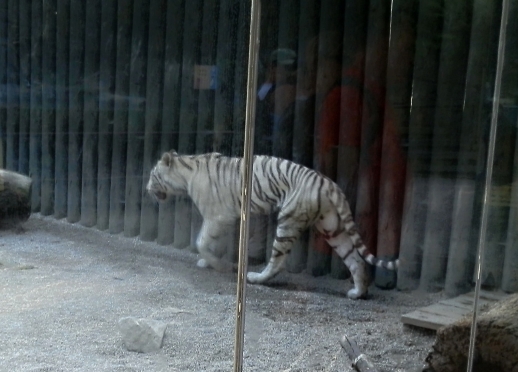 Bílí tygři v ZOO Liberec, foto: Eliška Podoláková